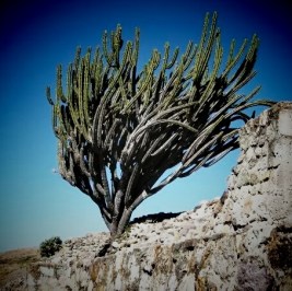 The Virgin appeared at an Aztec sacred site. 