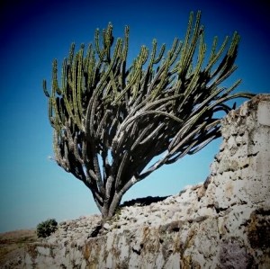 The Virgin appeared at an Aztec sacred site. 